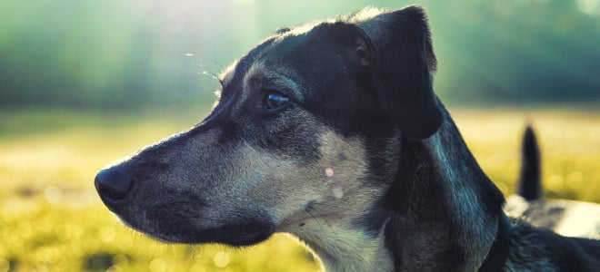 Müssen Sie bei Bürgergeld-Bezug Hundesteuer für Ihren Vierbeiner bezahlen?
