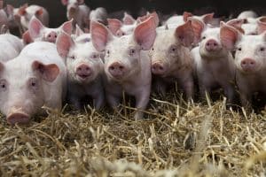 Ein Bundesfreiwilligenjahr kann auch im Tierschutz abgeleistet werden.